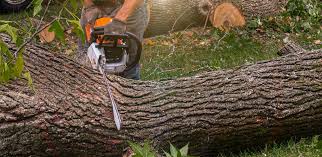 Best Hazardous Tree Removal  in Brunswick, OH