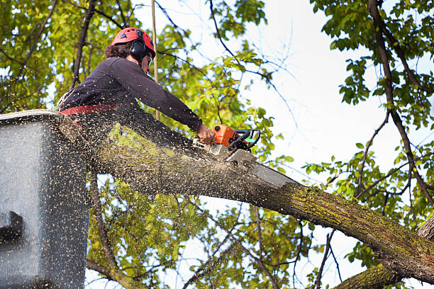 How Our Tree Care Process Works  in  Brunswick, OH